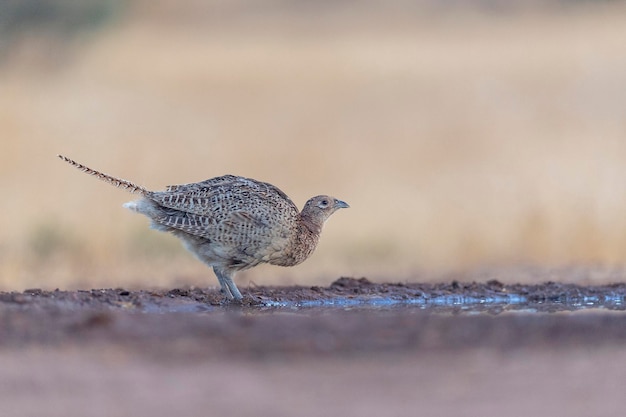 Faisán común (Phasianus colchicus) Toledo, España