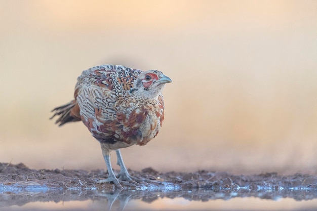 Faisán común (Phasianus colchicus) Toledo, España