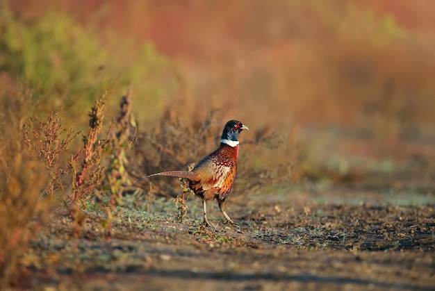 El faisán común Phasianus colchicus