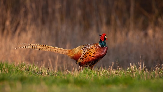 Faisán común de pie en el campo en la naturaleza primaveral