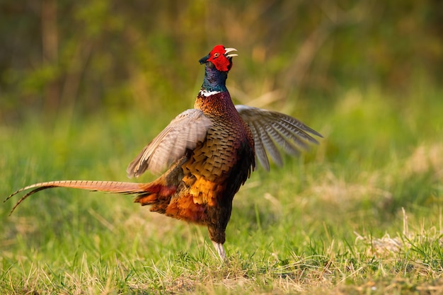 Faisán común con plumas de colores que se muestran en el prado.