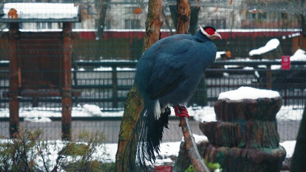 Faisán dorado Chrysolophus pictus o faisán dorado rojo se sienta en un árbol y mira alrededor Hermoso pájaro con hermosos ojos rojos y plumaje azul