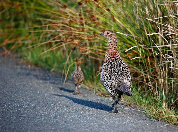 Faisán hembra y pollito al lado de la carretera