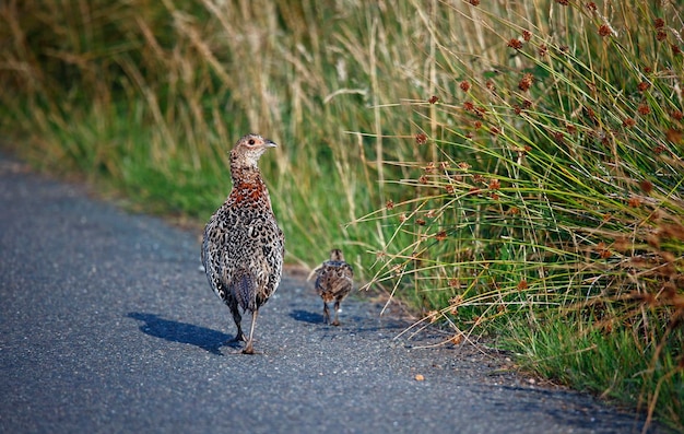 Faisán hembra y pollito al lado de la carretera