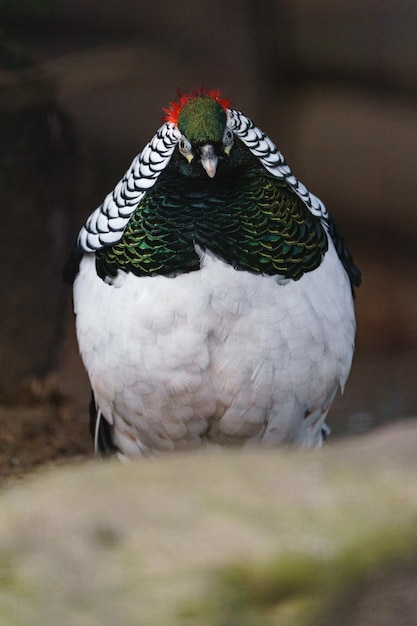 El faisán de Lady Amherst en el zoológico