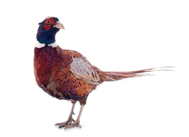 faisán macho