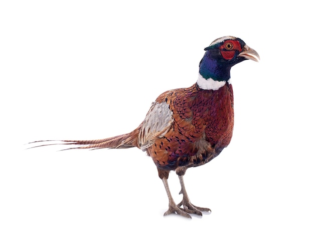 faisán macho