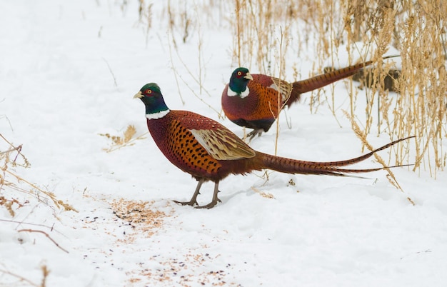 Faisán Phasianus Dos pájaros machos salvajes se paran en la nieve comen el grano