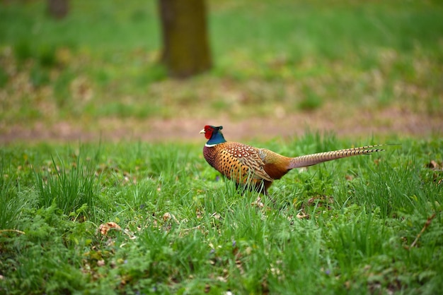 Faisán de Ringneck Phasianus colchicus