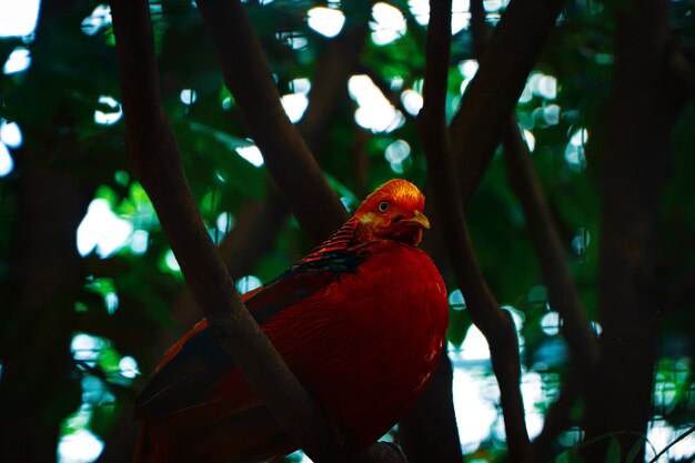 Foto el faisán de siete colores es un pájaro muy valioso y tiene un alto valor económico y estético