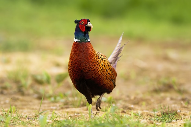 Faisão comum andando em um campo.