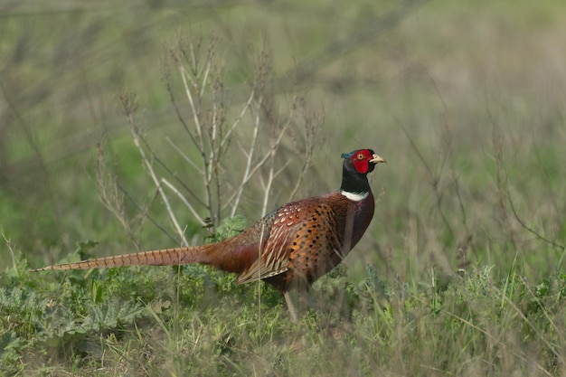 Faisão comum masculino Phasianus colchicus na natureza