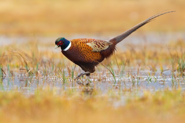 Faisão comum, phasianus colchicus, vadeando em pântano na natureza de outono