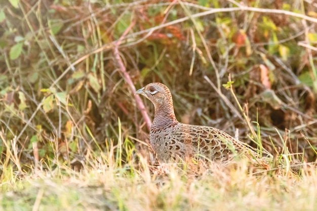 Faisão de pescoço anel fêmea (Phasianus Colchicus) em habitat natural