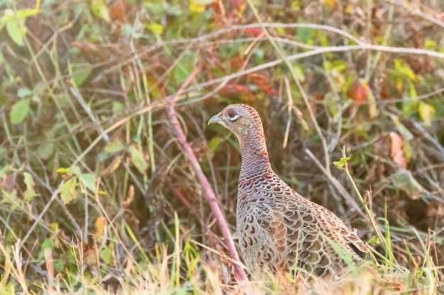 Faisão de pescoço anelado fêmea Phasianus Colchicus em habitat natural