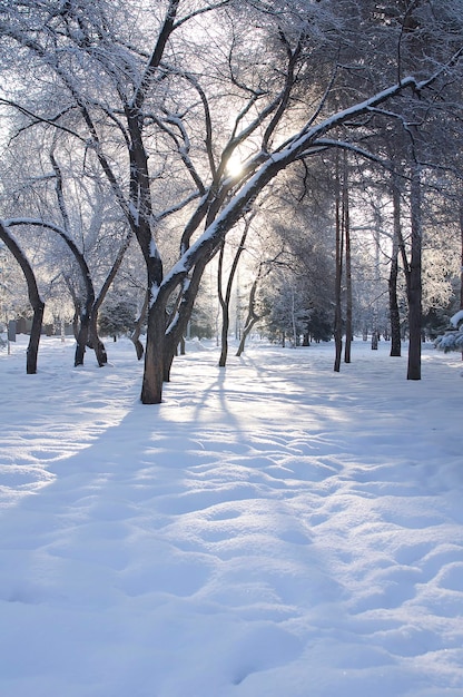 Faíscas de luz solar no ar gelado durante uma caminhada no parque de inverno em dias gelados