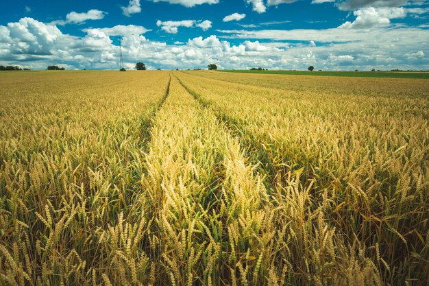 Faixas de roda em um campo de grãos