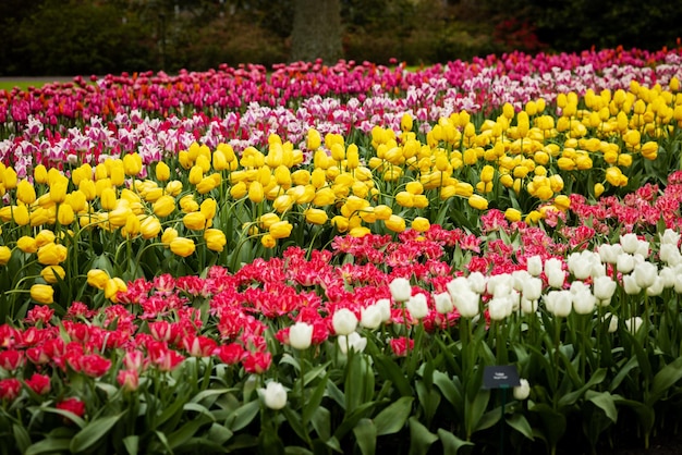 Foto faixas de tulipas multicoloridas vermelhas, amarelas e cor-de-rosa de diferentes variedades em um campo na holanda