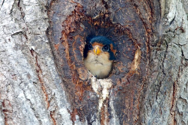 Falcão-de-cauda-preta Microhierax fringillarius Belas aves da Tailândia