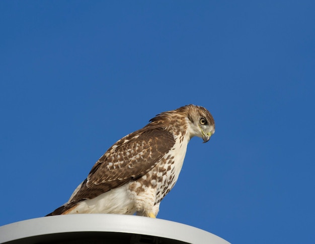 falcão de cauda vermelha empoleirado em um poste de luz