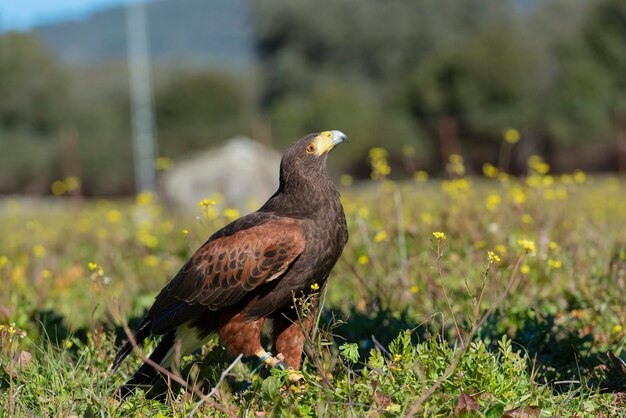 Falcão de Harris (Parabuteo unicinctus) Sevilha, Espanha