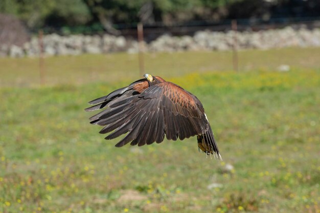 Falcão de Harris (Parabuteo unicinctus) Sevilha, Espanha