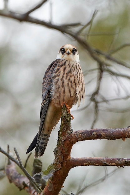 Falcão de patas vermelhas Falco vespertinus