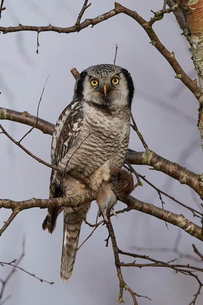 Foto falcão do norte surnia ulula