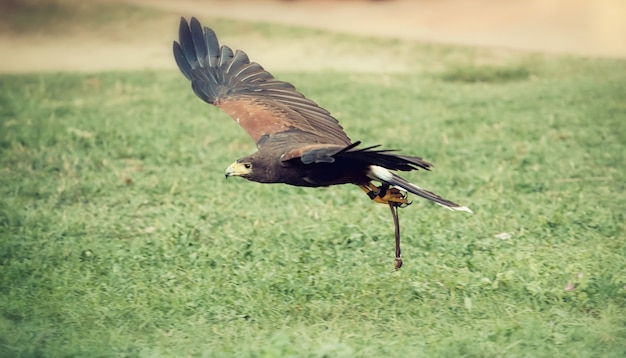 Foto falcão em voo