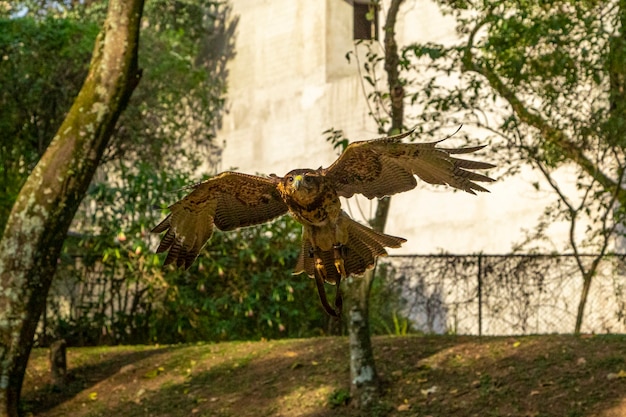 Falcão parabuteo unicinctus