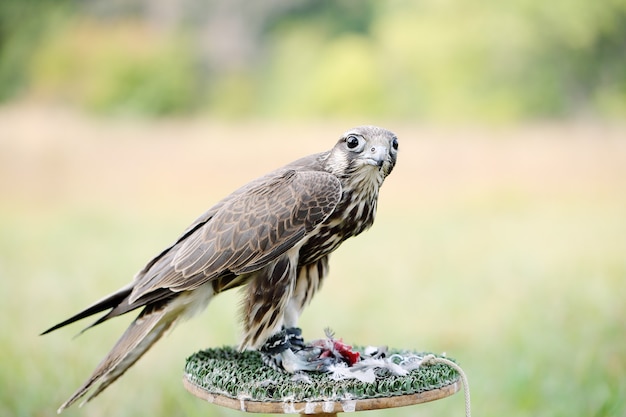 Falcão-peregrino comendo um pombo. jovem bonito falcão na natureza