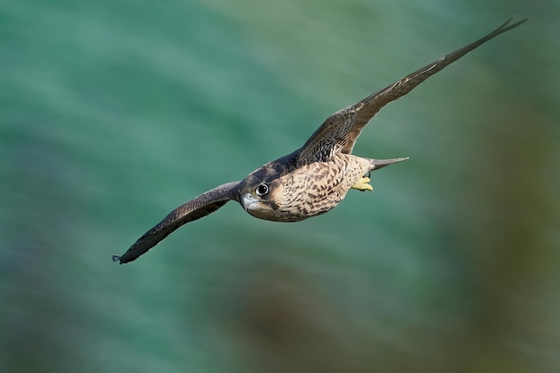 Falcão peregrino Falco peregrinus Juvenil
