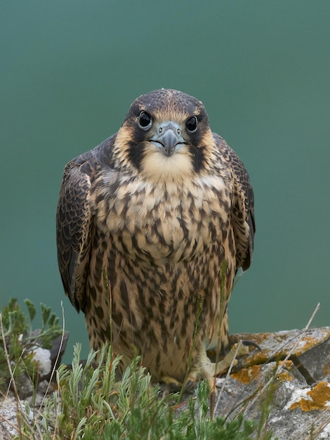 Falcão peregrino Falco peregrinus