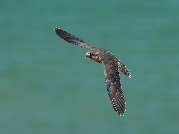 Falcão peregrino Falco peregrinus