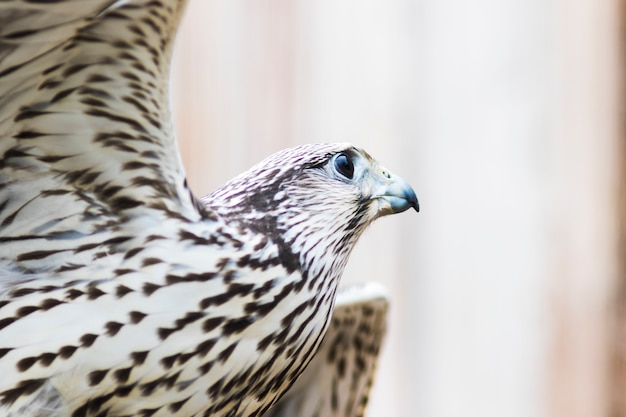 Falcão saker, (Falco, cherrug), bavaria, alemanha, europa