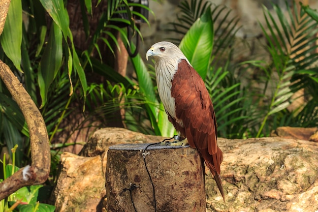 Falcão vermelho no jardim zoológico, Tailândia.