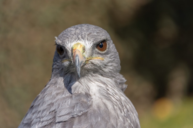 Falcão