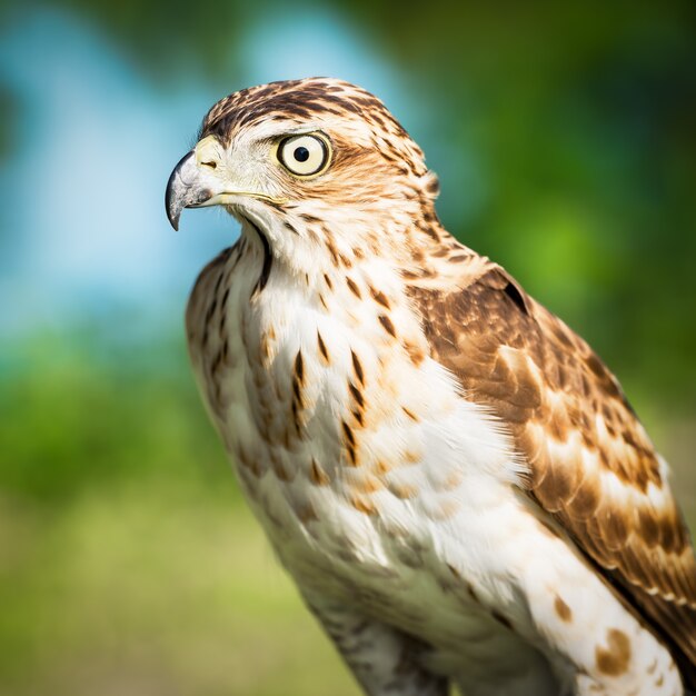 Falcão