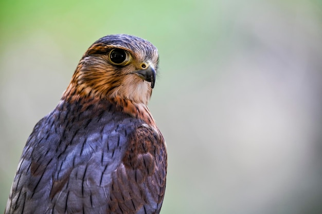 Falco columbarius o merlin es una especie de ave falconiforme de la familia Falconidae