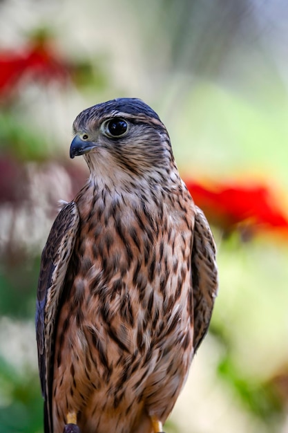 Falco columbarius o merlin es una especie de ave falconiforme de la familia Falconidae