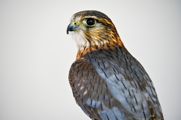 Falco columbarius o merlin es una especie de ave falconiforme de la familia Falconidae