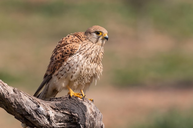 Falco tinnunculus comum feminino empoleirado em um tronco