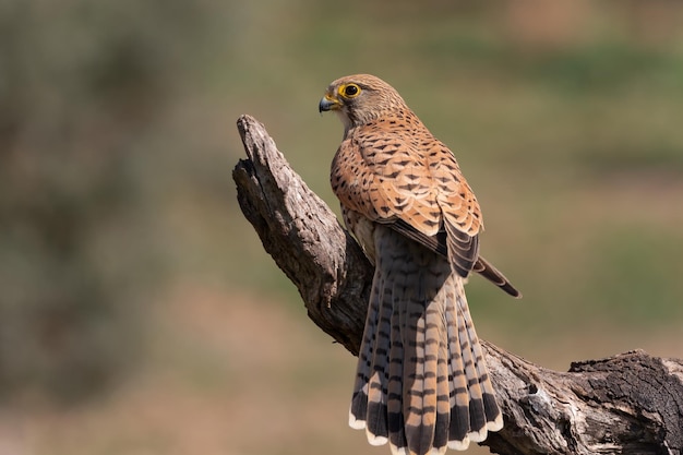 Falco tinnunculus fêmea comum peneireiro empoleirado em um galho