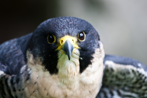 Falcon em uma reserva natural, Sutherland, Escócia