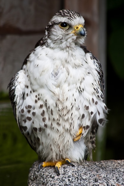 Falcon em uma reserva natural, Sutherland, Escócia