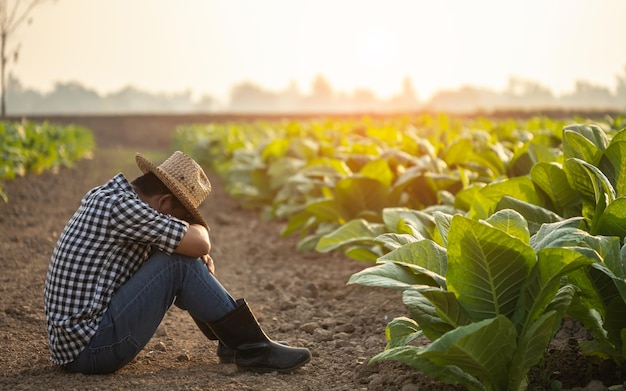 Falha no conceito de agricultor malsucedido ou muito cansado O agricultor asiático está trabalhando no campo da árvore do tabaco sentado e sentindo-se muito mal e com dor de cabeça