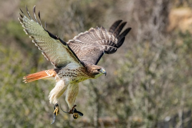 Falke fliegt gegen Bäume