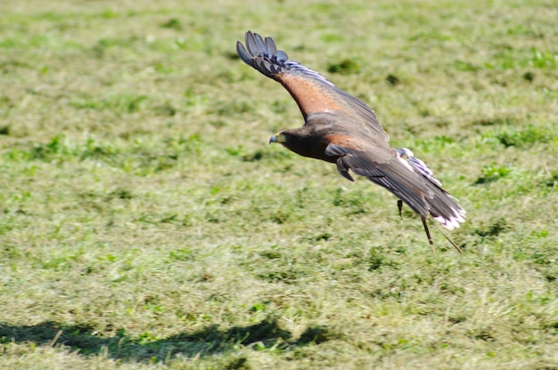 Foto falke fliegt über das grasfeld