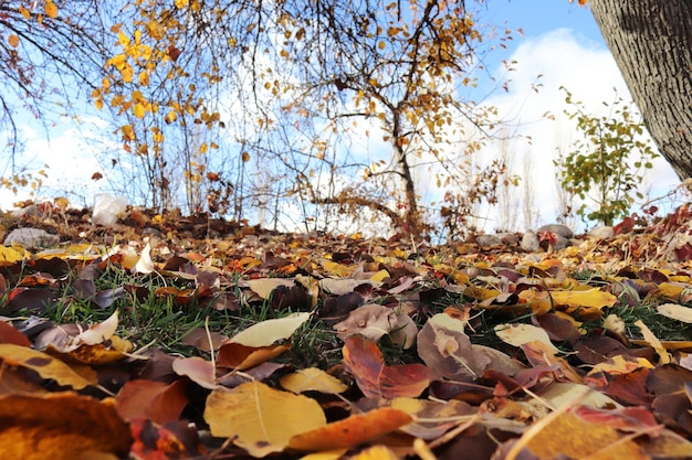 Fall Bunter Hintergrund der gefallenen Blätter im Herbst