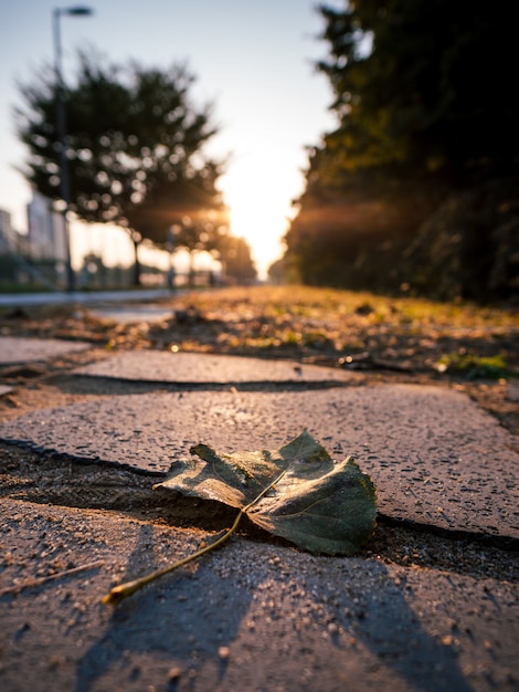 Fallblatt auf Beton mit Sonnenaufganghintergrund